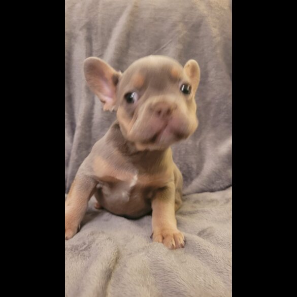 French Bulldog - Both