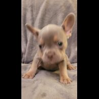 French Bulldog - Both