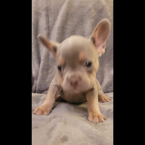 French Bulldog - Both