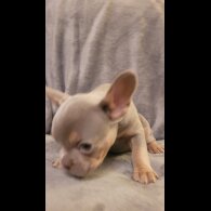 French Bulldog - Both