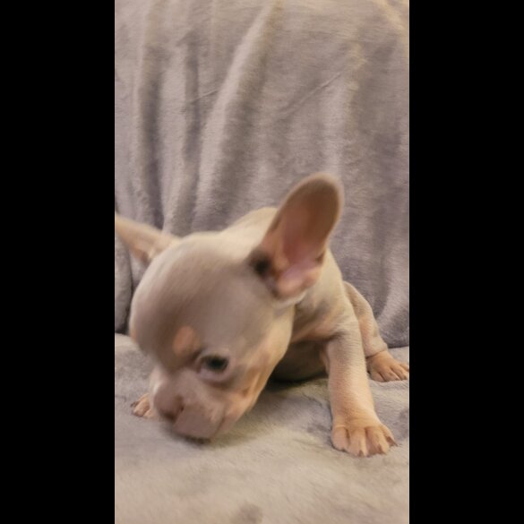 French Bulldog - Both