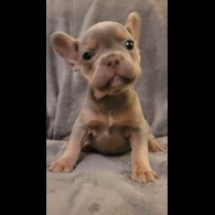 French Bulldog - Both