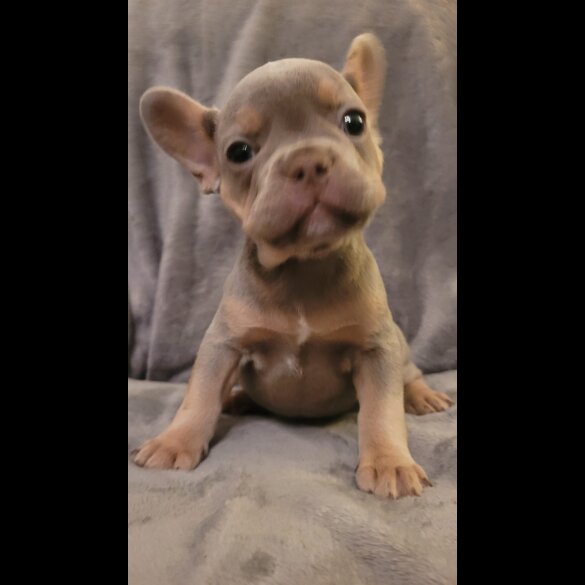 French Bulldog - Both