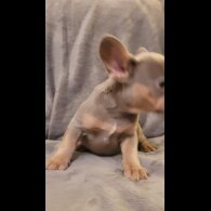 French Bulldog - Both
