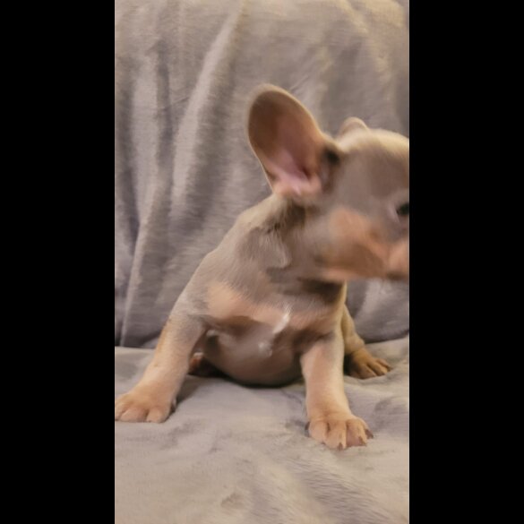 French Bulldog - Both