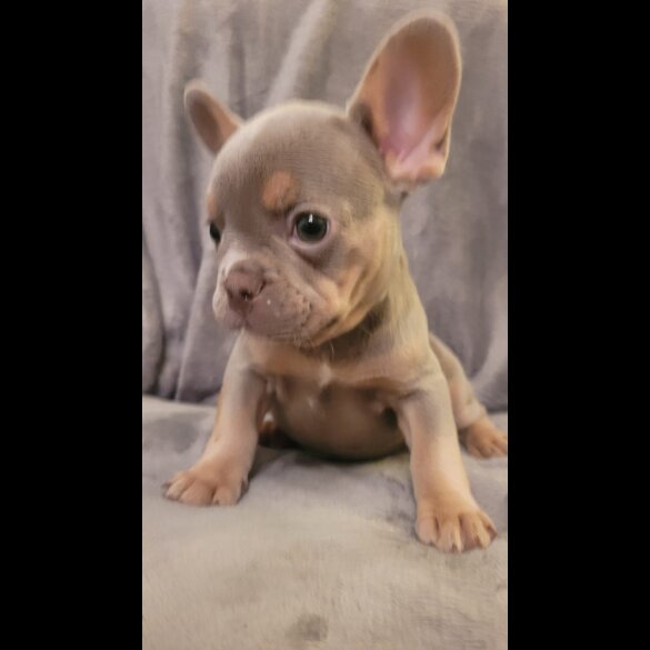 French Bulldog - Both