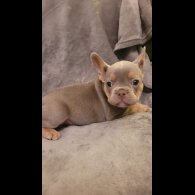 French Bulldog - Both