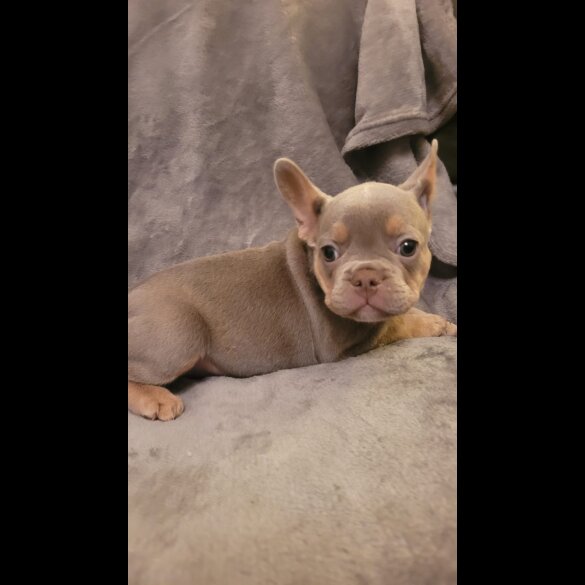 French Bulldog - Both