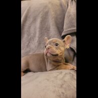 French Bulldog - Both