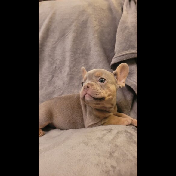 French Bulldog - Both