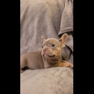 French Bulldog - Both
