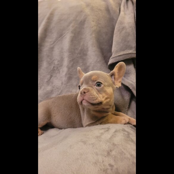 French Bulldog - Both