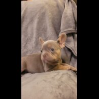 French Bulldog - Both