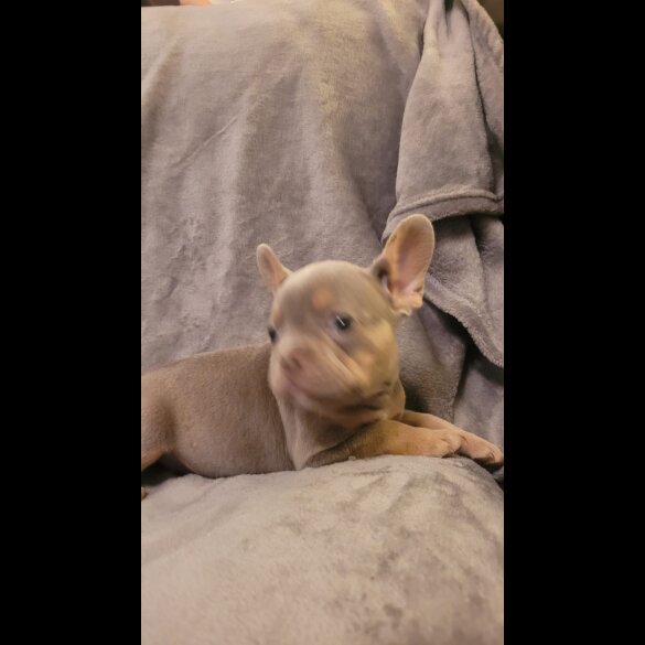 French Bulldog - Both