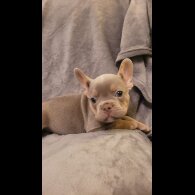 French Bulldog - Both