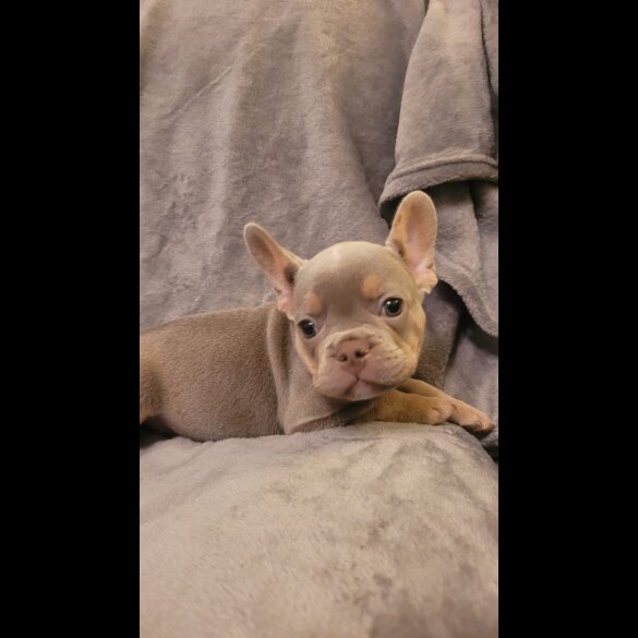 French Bulldog - Both