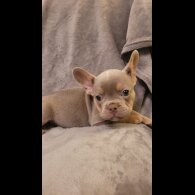 French Bulldog - Both
