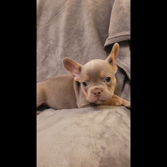 French Bulldog - Both