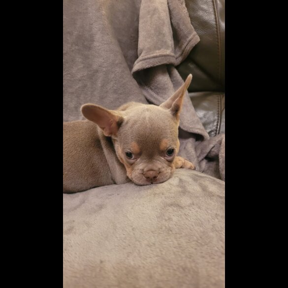 French Bulldog - Both