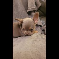 French Bulldog - Both