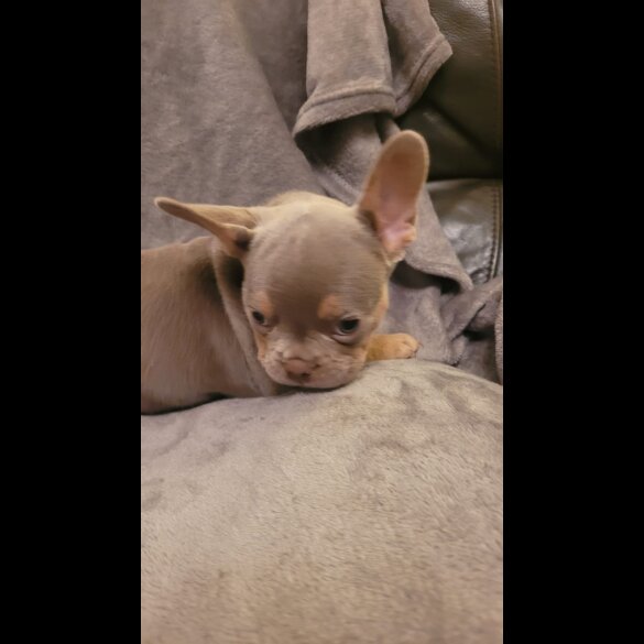 French Bulldog - Both