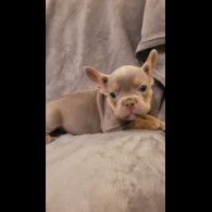 French Bulldog - Both