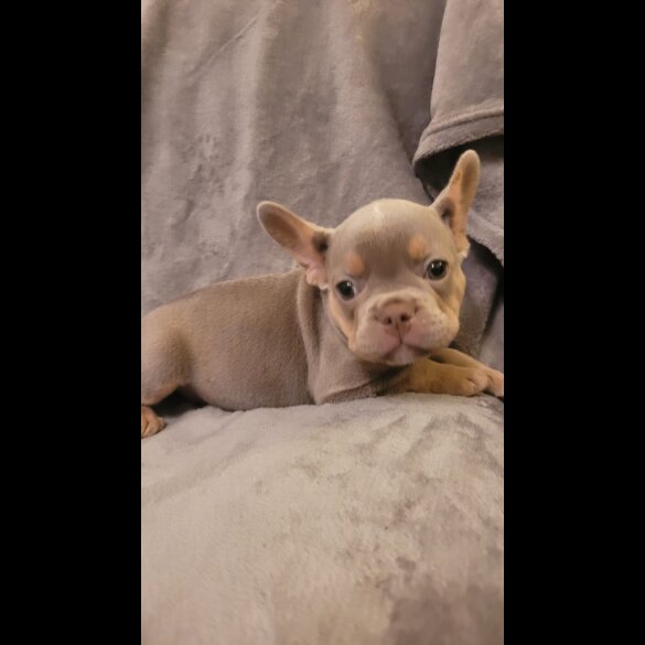 French Bulldog - Both