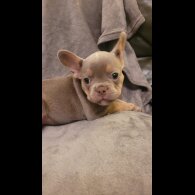 French Bulldog - Both