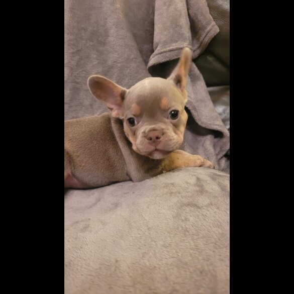 French Bulldog - Both