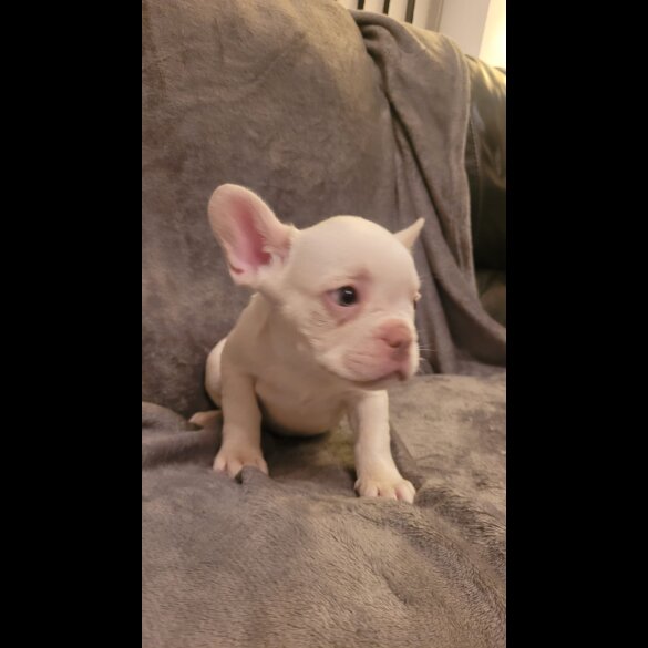 French Bulldog - Both