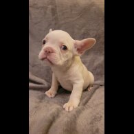 French Bulldog - Both