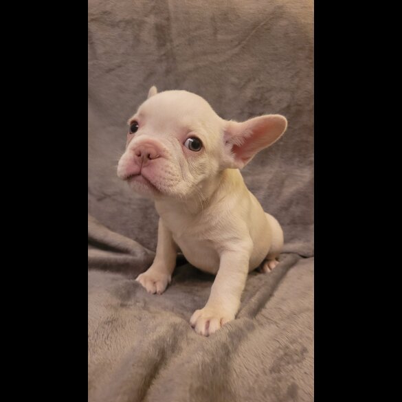 French Bulldog - Both