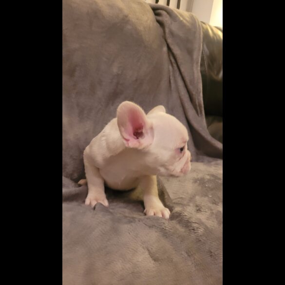 French Bulldog - Both