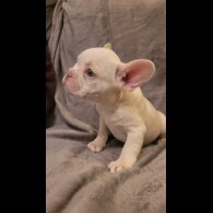 French Bulldog - Both