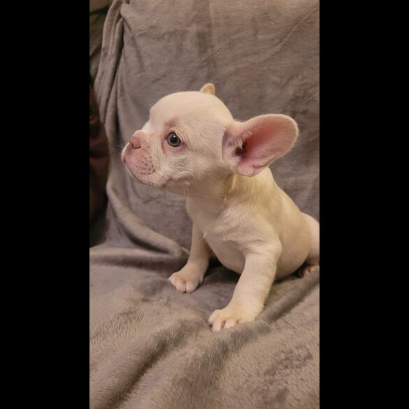 French Bulldog - Both