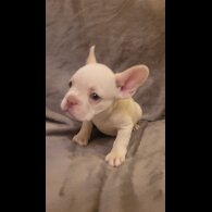 French Bulldog - Both