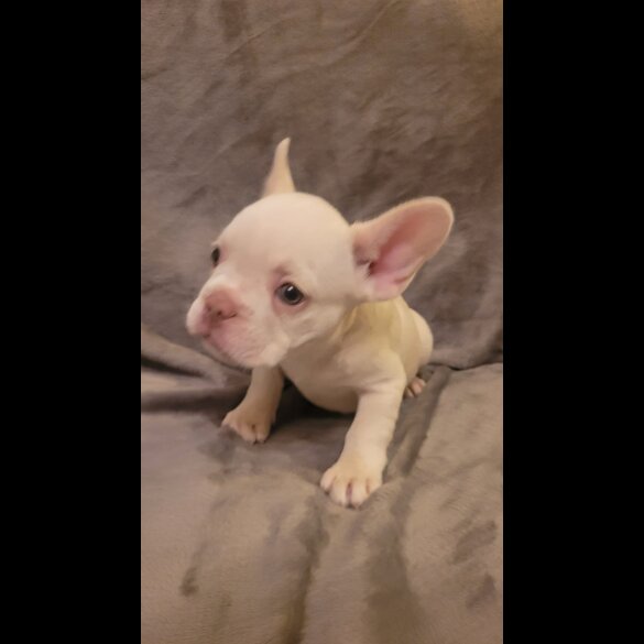 French Bulldog - Both