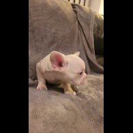 French Bulldog - Both