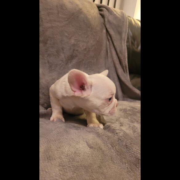 French Bulldog - Both
