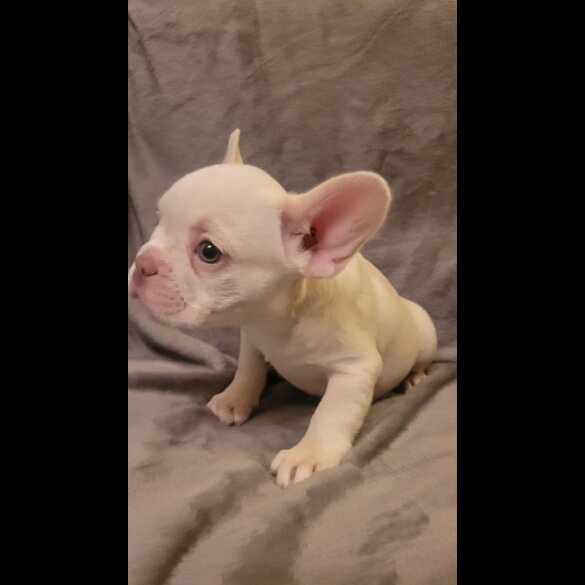 French Bulldog - Both