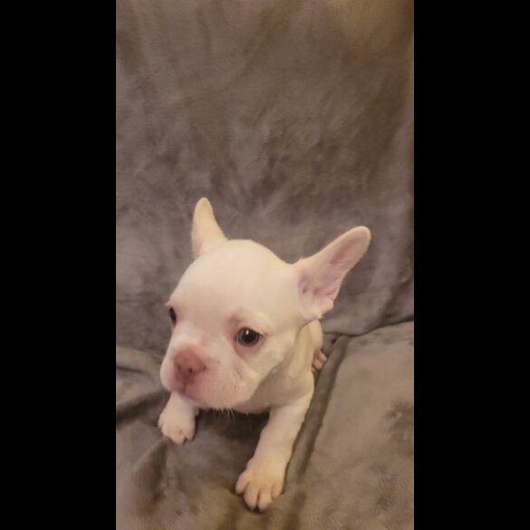 French Bulldog - Both
