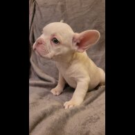 French Bulldog - Both