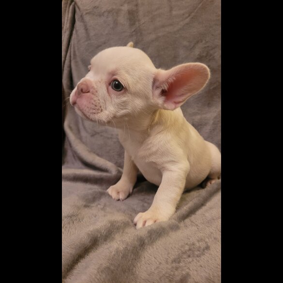 French Bulldog - Both