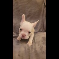 French Bulldog - Both