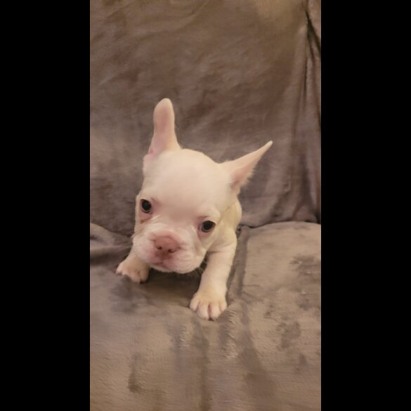 French Bulldog - Both