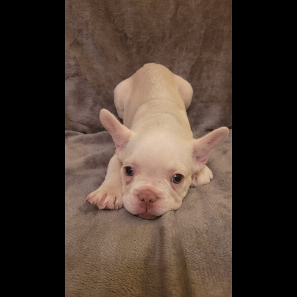 French Bulldog - Both