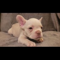 French Bulldog - Both