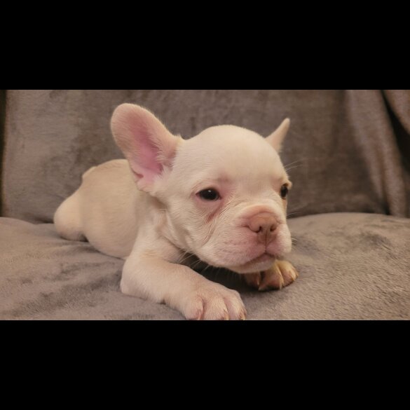 French Bulldog - Both