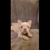 French Bulldog - Both
