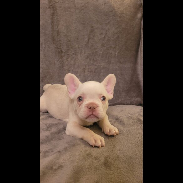 French Bulldog - Both